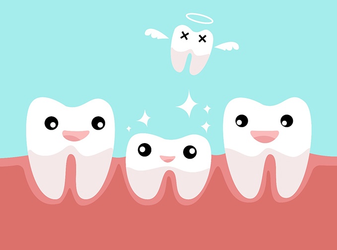 Illustration of permanent tooth eruption